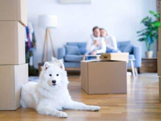 Moving Day Tips for Dog Owners