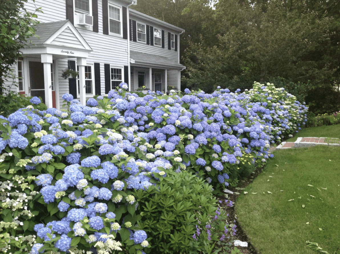 79 Squibnocket Drive Falmouth, MA 02536