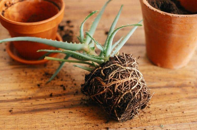 How To Transplant Plants Without Killing Them