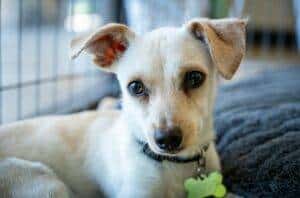 The Different Options for Pet Care While You’re Away
