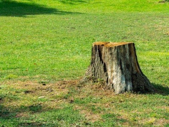 Why You Need To Get Rid of That Tree Stump