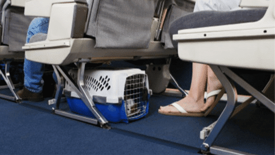 Flying with your pet