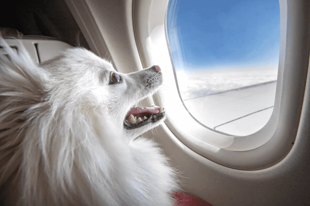 Cabin dog looking out the window