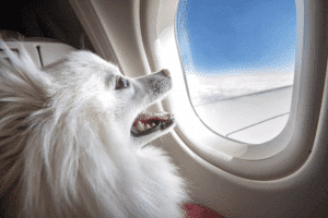 Cabin dog looking out the window