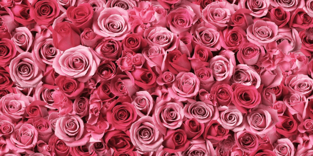 Why You Should Decorate Your Home with Eternity Roses
